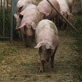 China's taste for pork serves up a pollution problem
