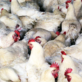 China bird flu scare: 'My family and I don't dare to eat anything these days'