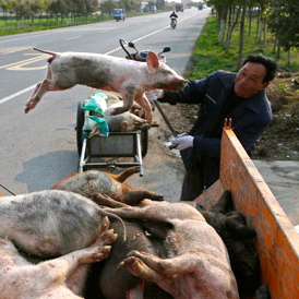 China loves pork too much