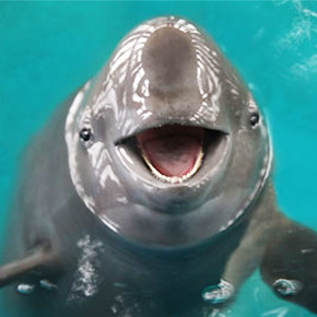 Yangtze finless porpoise: China's national treasure disappearing fast