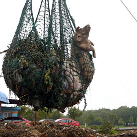Rivers of blood: the dead pigs rotting in China's water supply