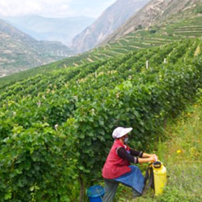 China's wine boom of little profit to giant pandas and small farmers
