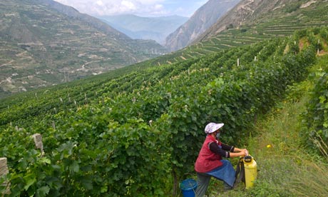 Local authorities plan to convert Xiaojin into the Bordeaux of China, and increase the 1,000 hectares of vines in Aba to 6,700 hectares. Photograph: Nicola Davison for the Guardian