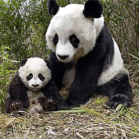 China's panda population increases by 17 per cent, major census finds