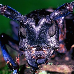 Invasive species: the battle to beat the bugs